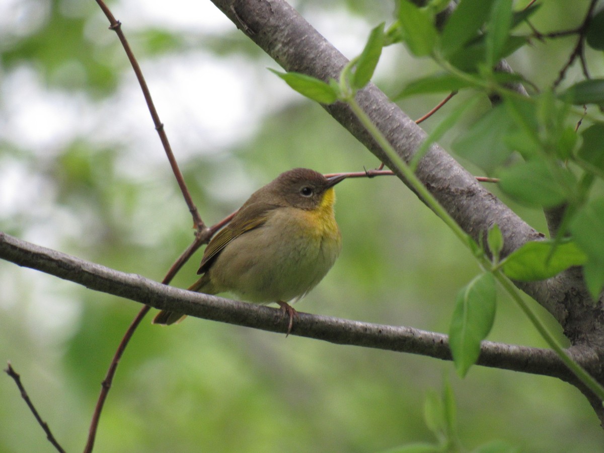 Common Yellowthroat - ML157384251