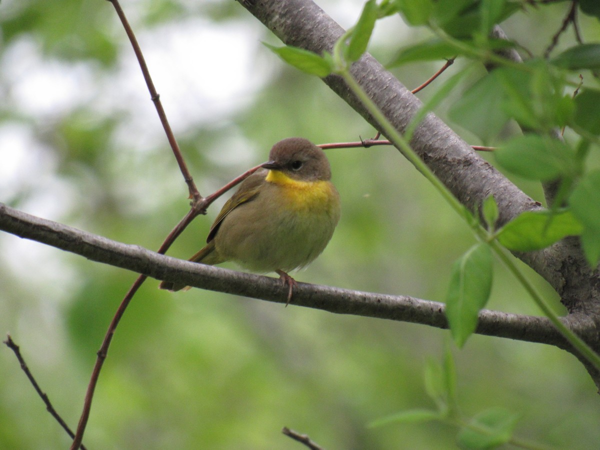 Common Yellowthroat - ML157384261