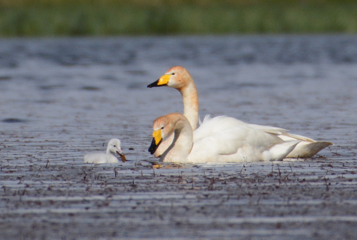 Singschwan - ML157385271
