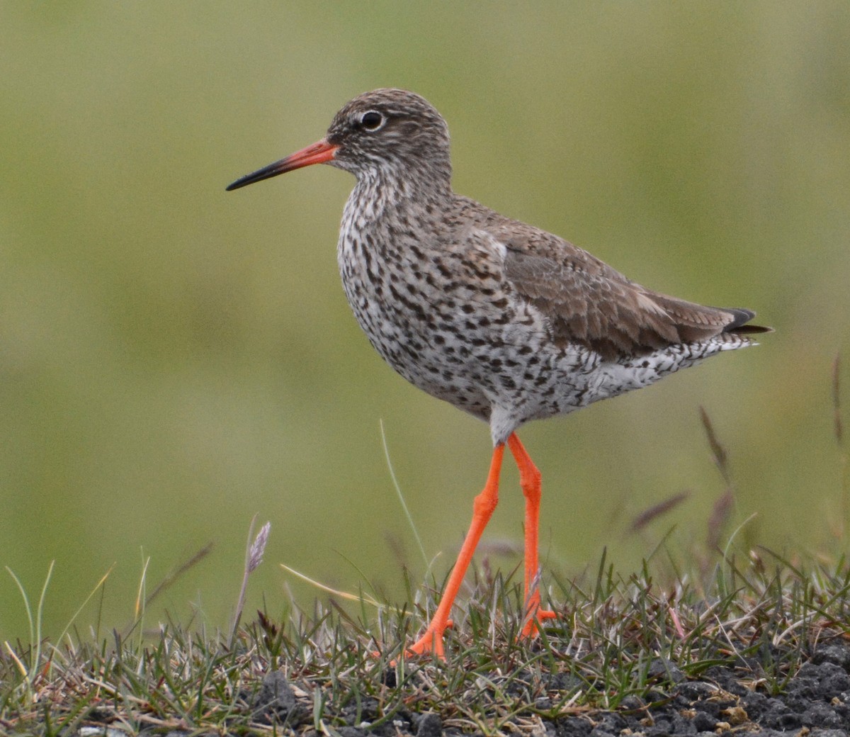 Common Redshank - ML157385741