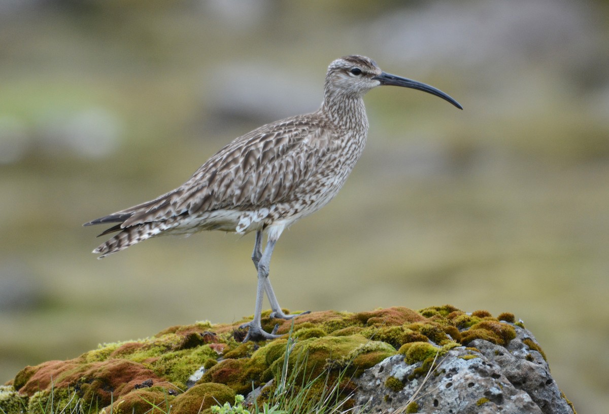Whimbrel (White-rumped) - ML157385841