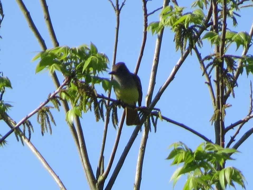 Great Crested Flycatcher - ML157385991