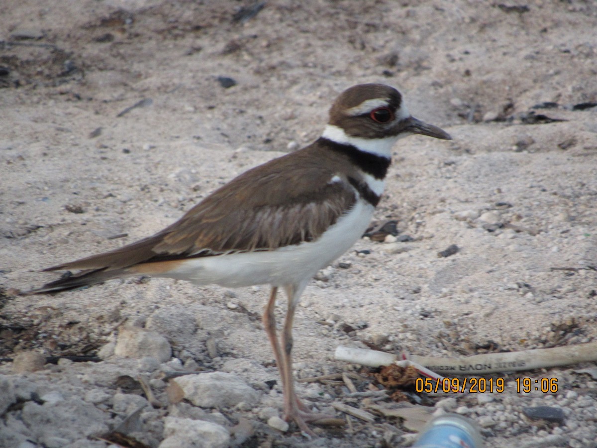 Killdeer - ML157387781