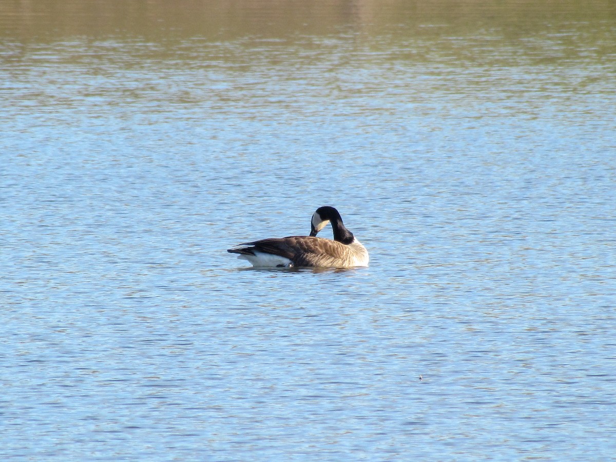 Barnacla Canadiense Grande - ML157388691