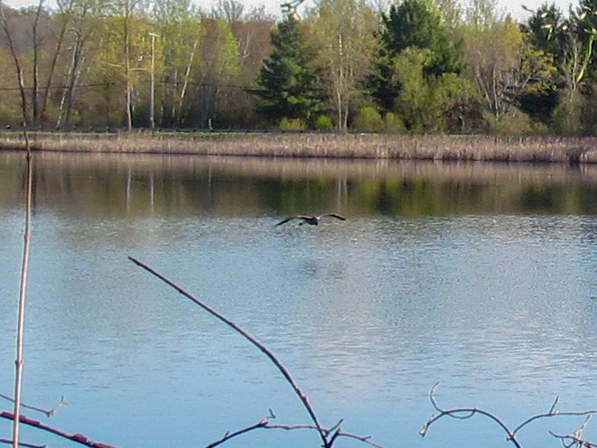 Great Blue Heron - ML157389311