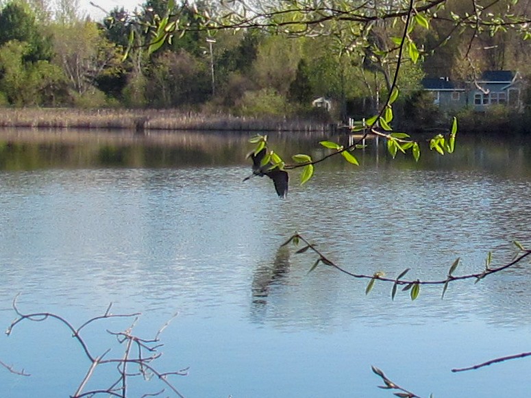 Great Blue Heron - ML157389681