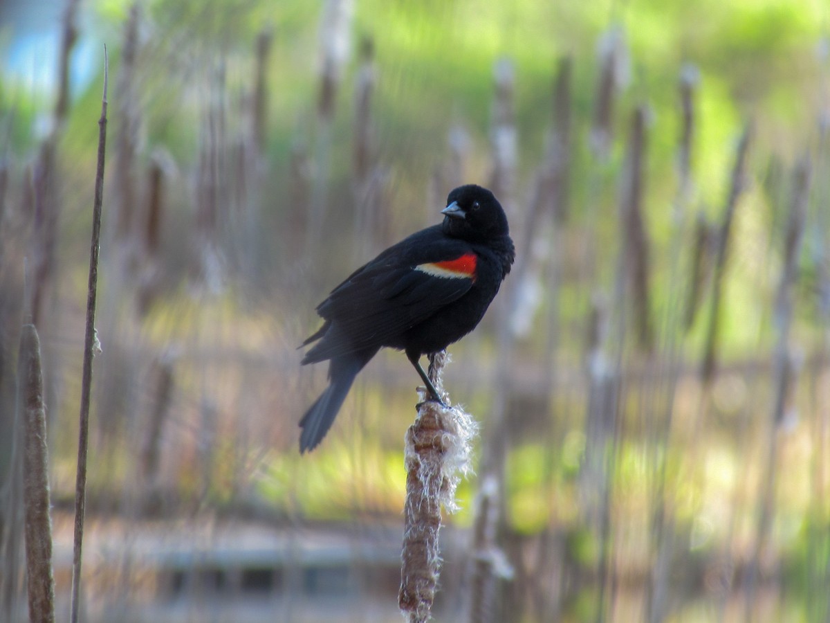 Red-winged Blackbird - ML157390641