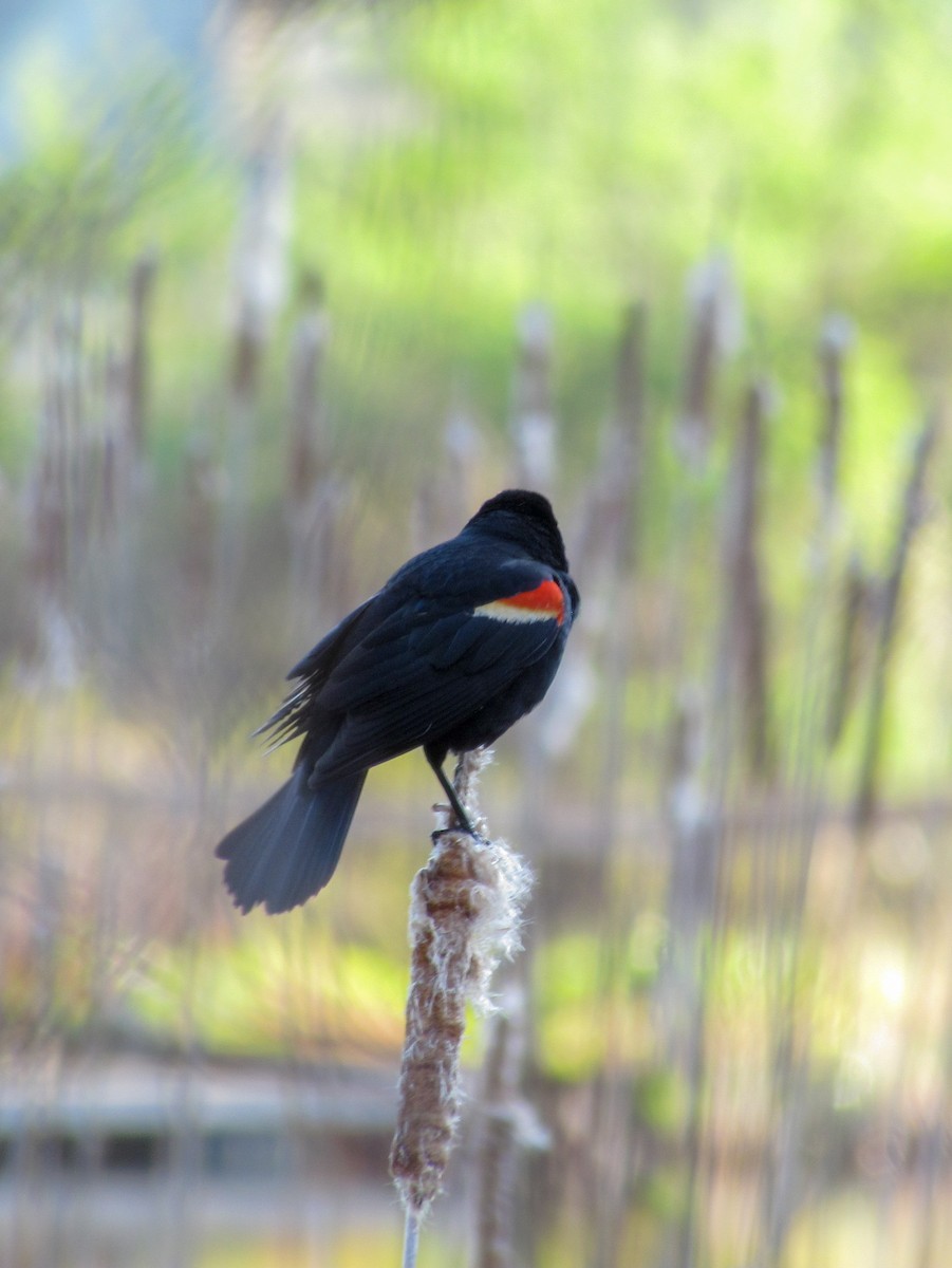 Red-winged Blackbird - ML157391211