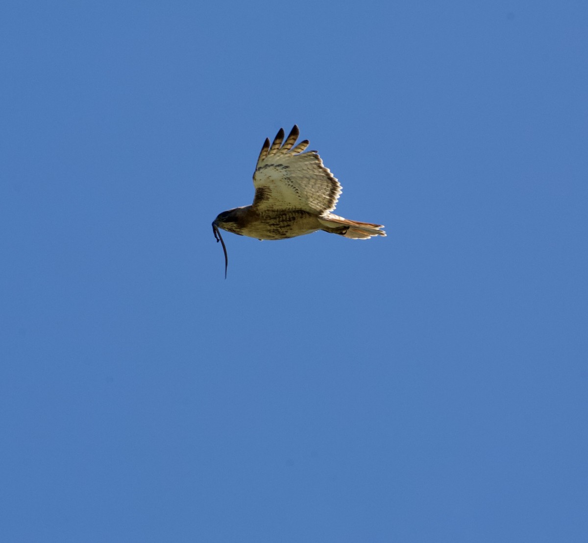 Red-tailed Hawk - ML157392321