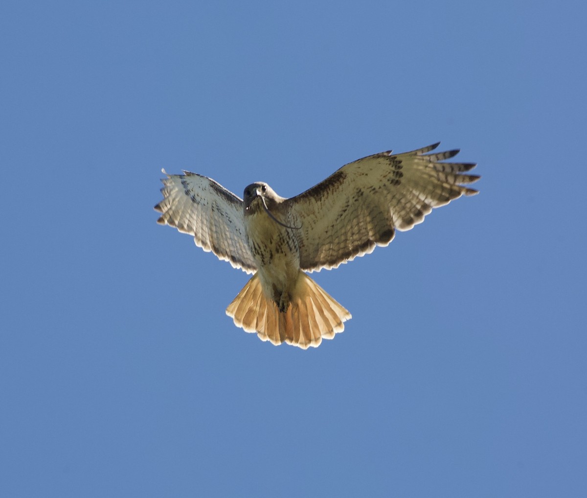 Red-tailed Hawk - ML157392331