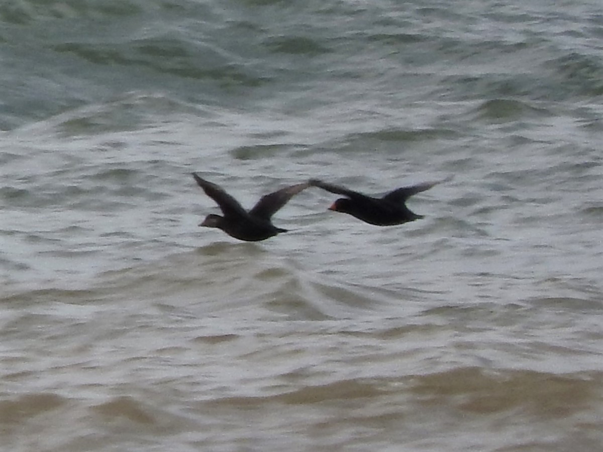 Black Scoter - ML157396411