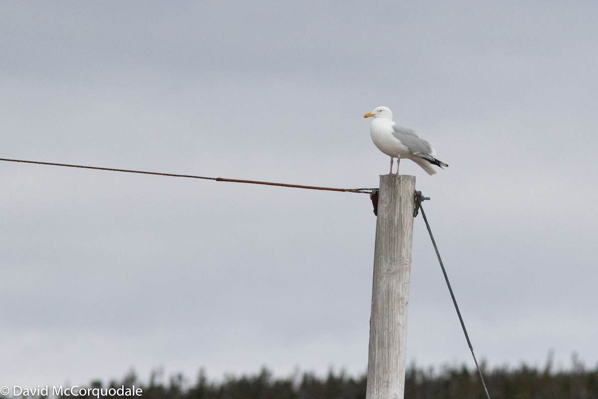 Herring Gull - ML157398191