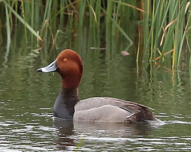 Redhead - ML157399501