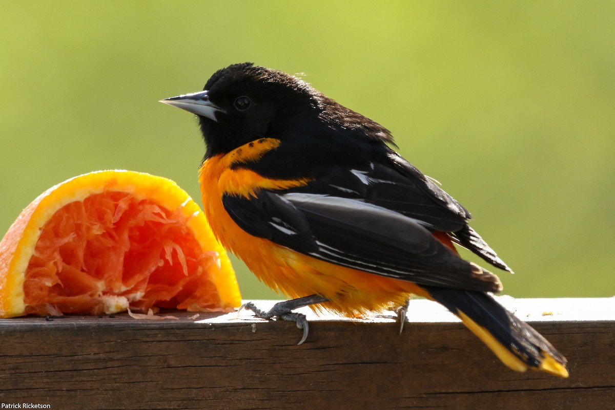 Oriole de Baltimore - ML157399851