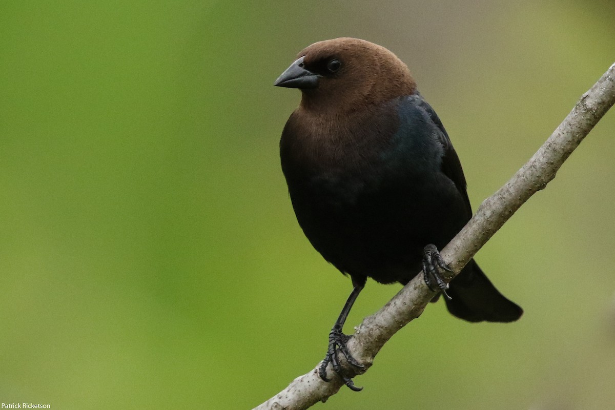 Vacher à tête brune - ML157400121