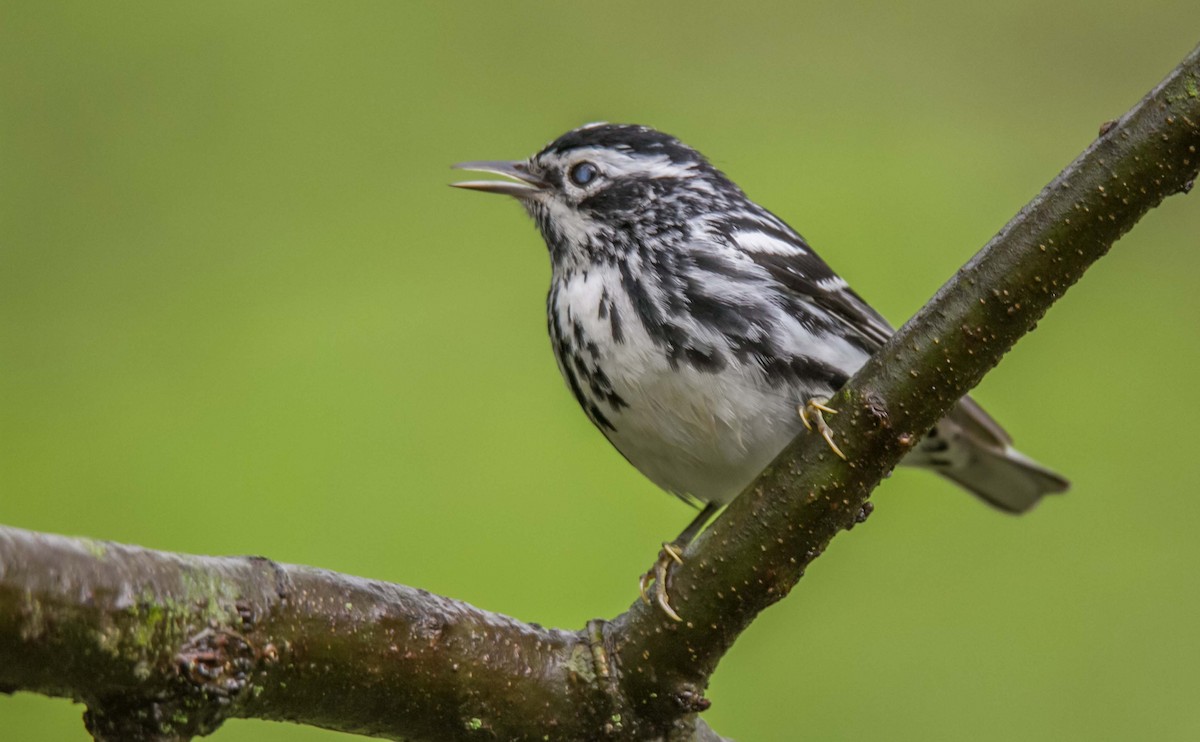 Black-and-white Warbler - Ed Wransky