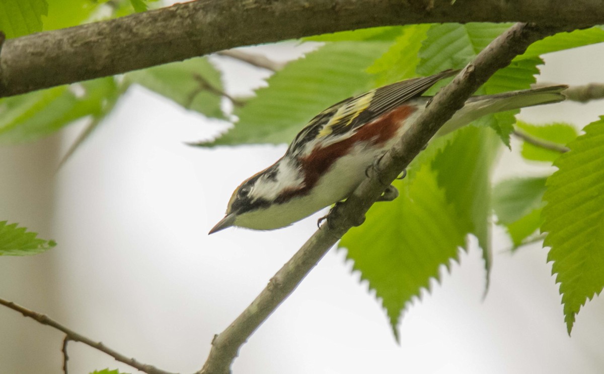 Chestnut-sided Warbler - ML157401031