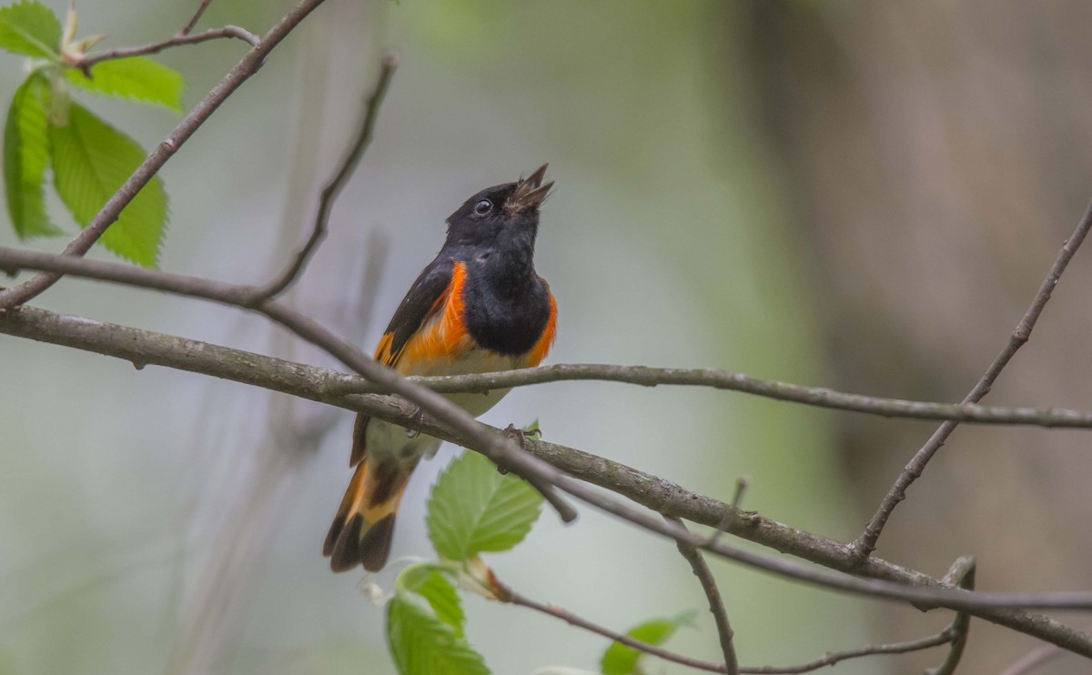 American Redstart - ML157403861