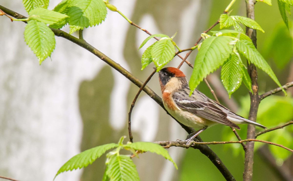 Bay-breasted Warbler - ML157404141