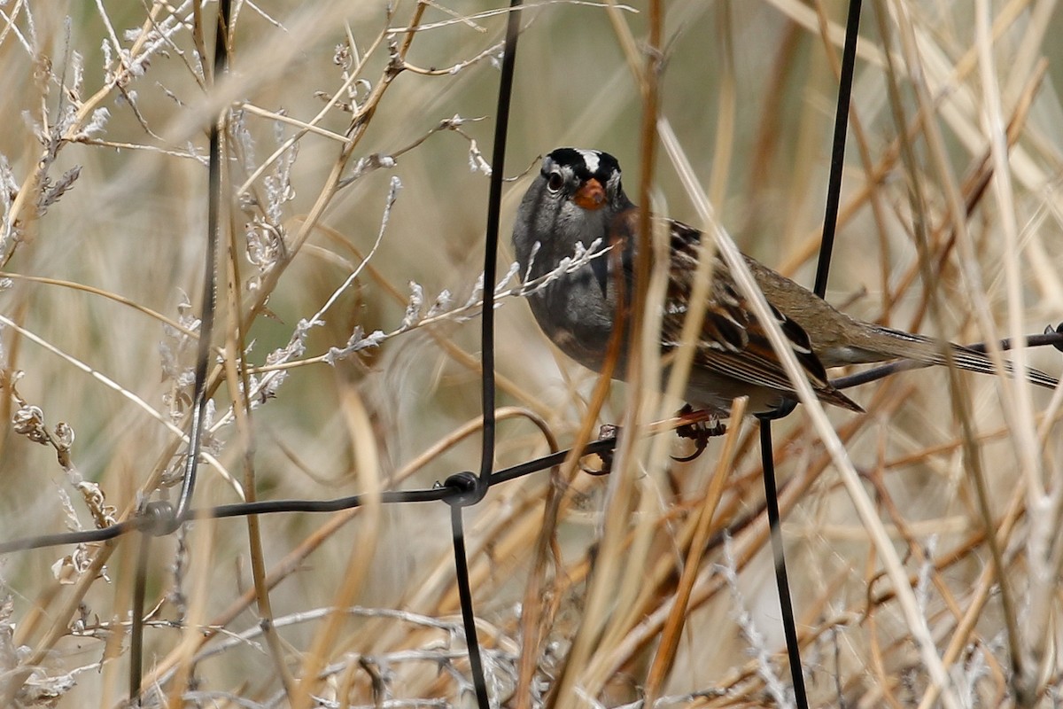 White-crowned Sparrow - Dan Ellison