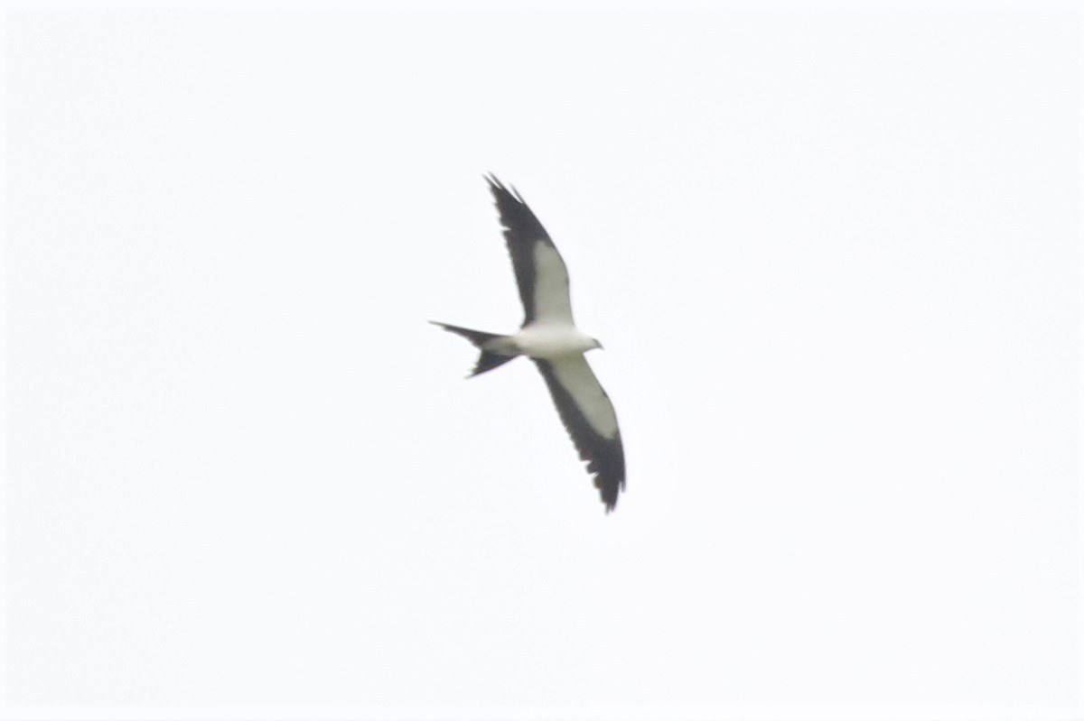 Swallow-tailed Kite - ML157407601