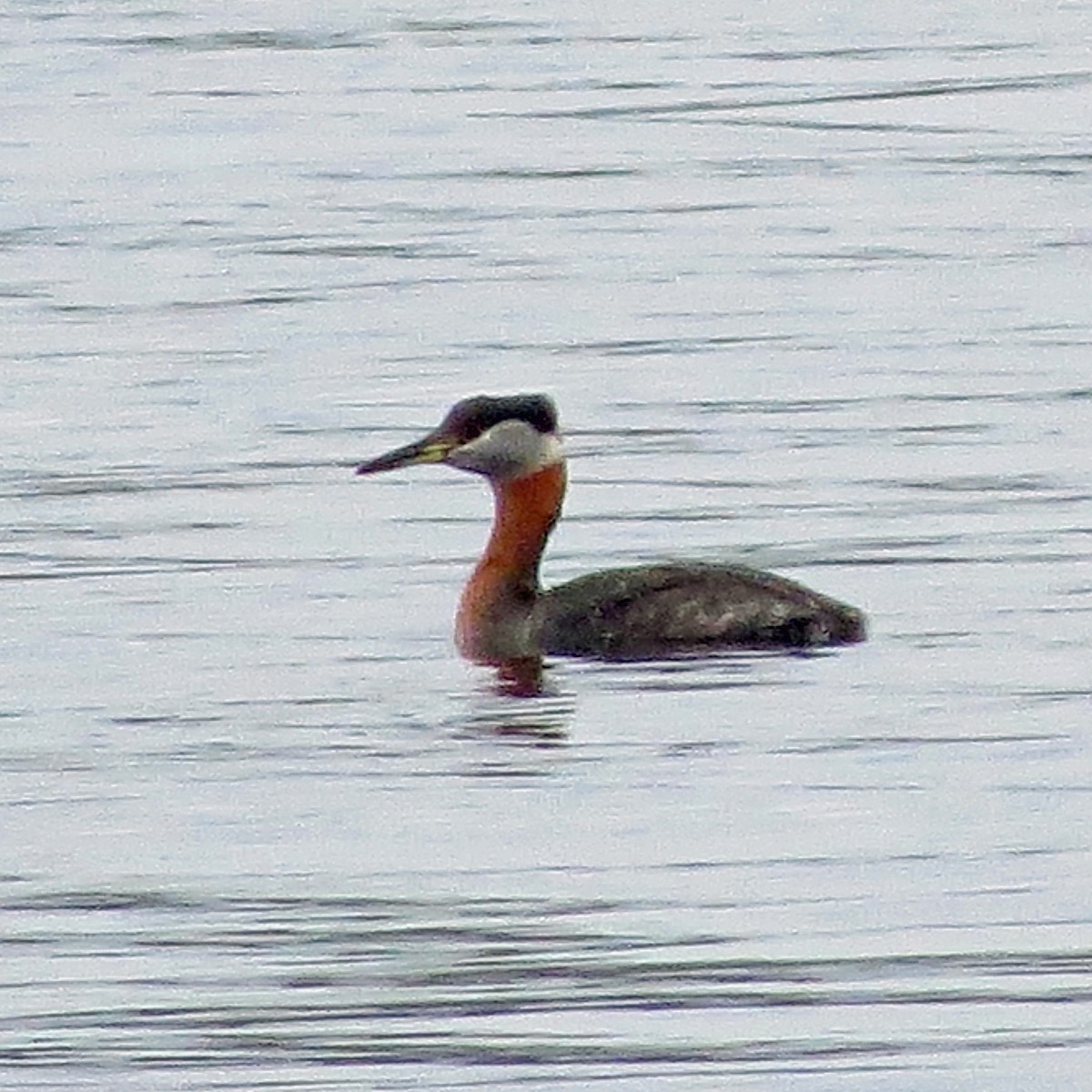 Red-necked Grebe - ML157408171
