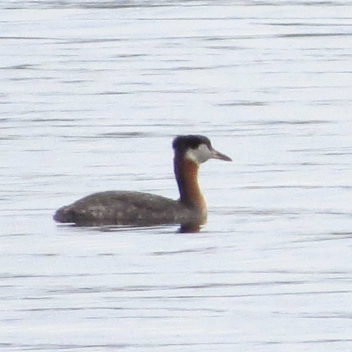 Red-necked Grebe - ML157408191