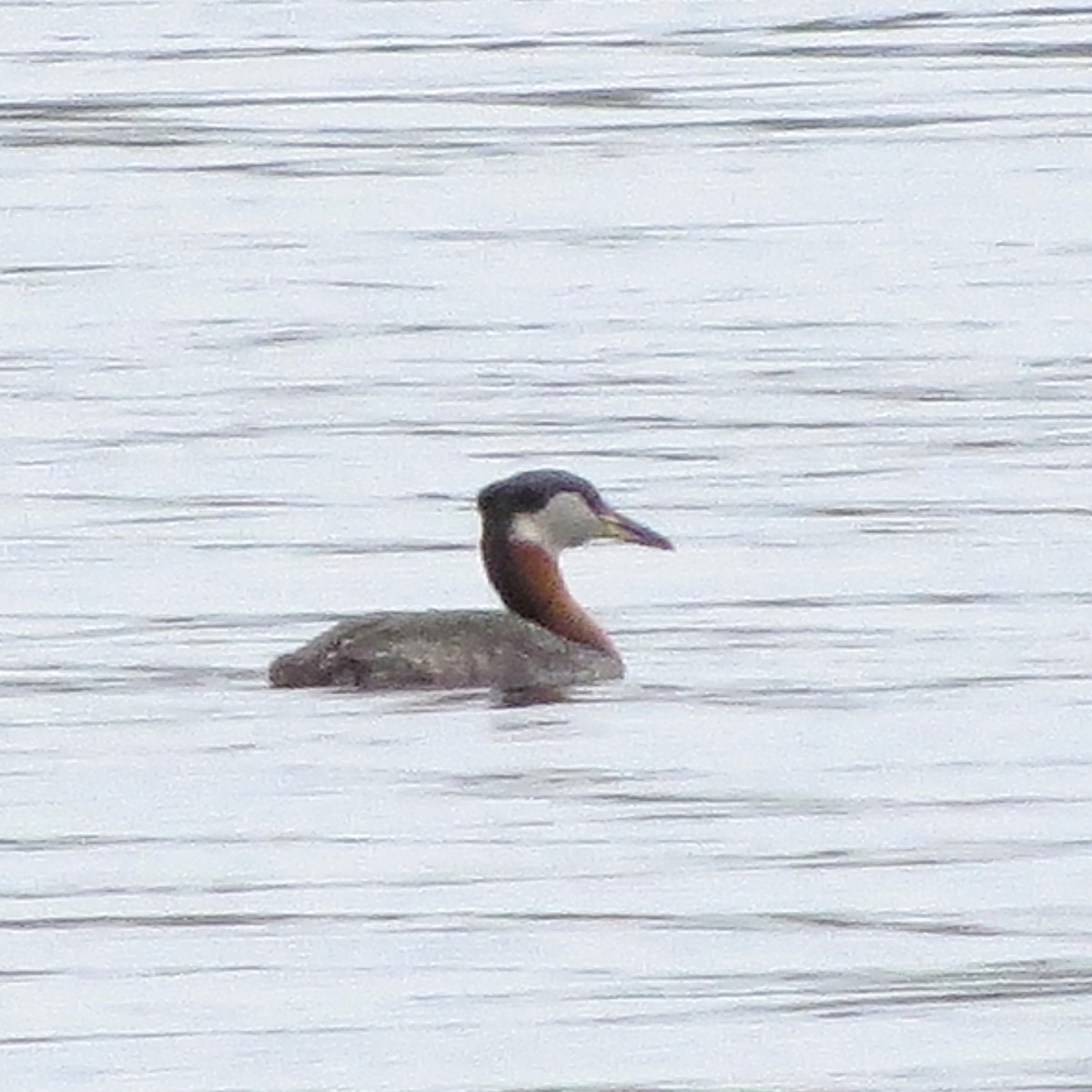 Red-necked Grebe - ML157408201