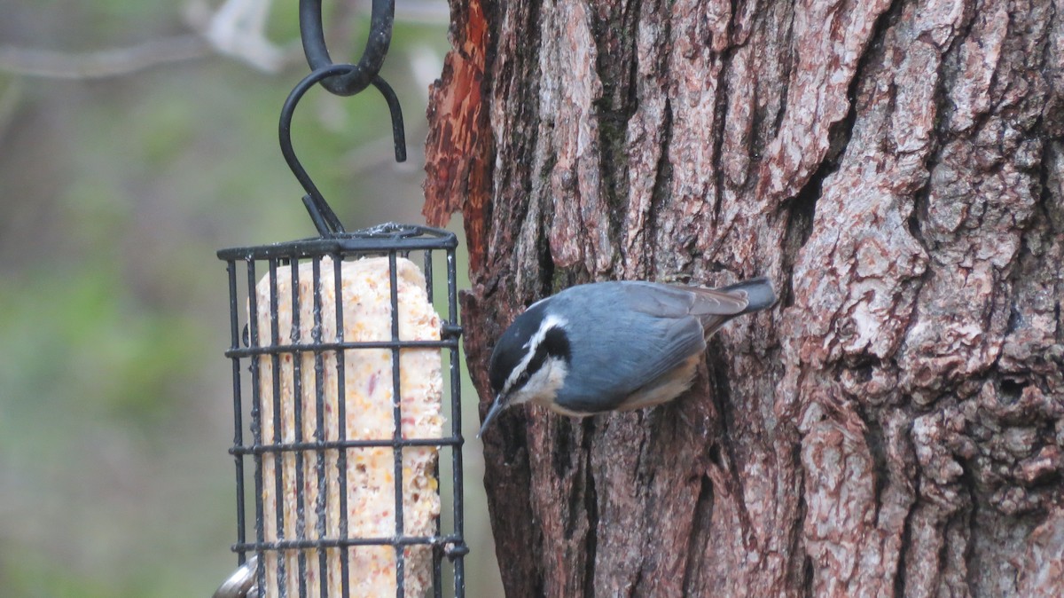 Red-breasted Nuthatch - ML157408331