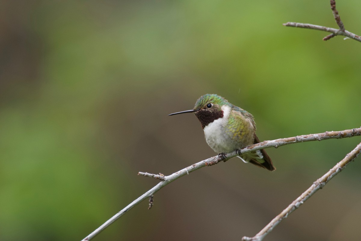 Geniş Kuyruklu Kolibri - ML157410391