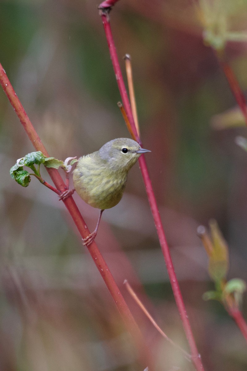 Orange-crowned Warbler - ML157410601