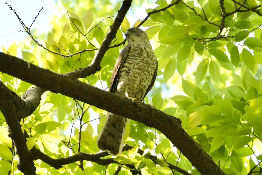 Japanese Sparrowhawk - Wind K