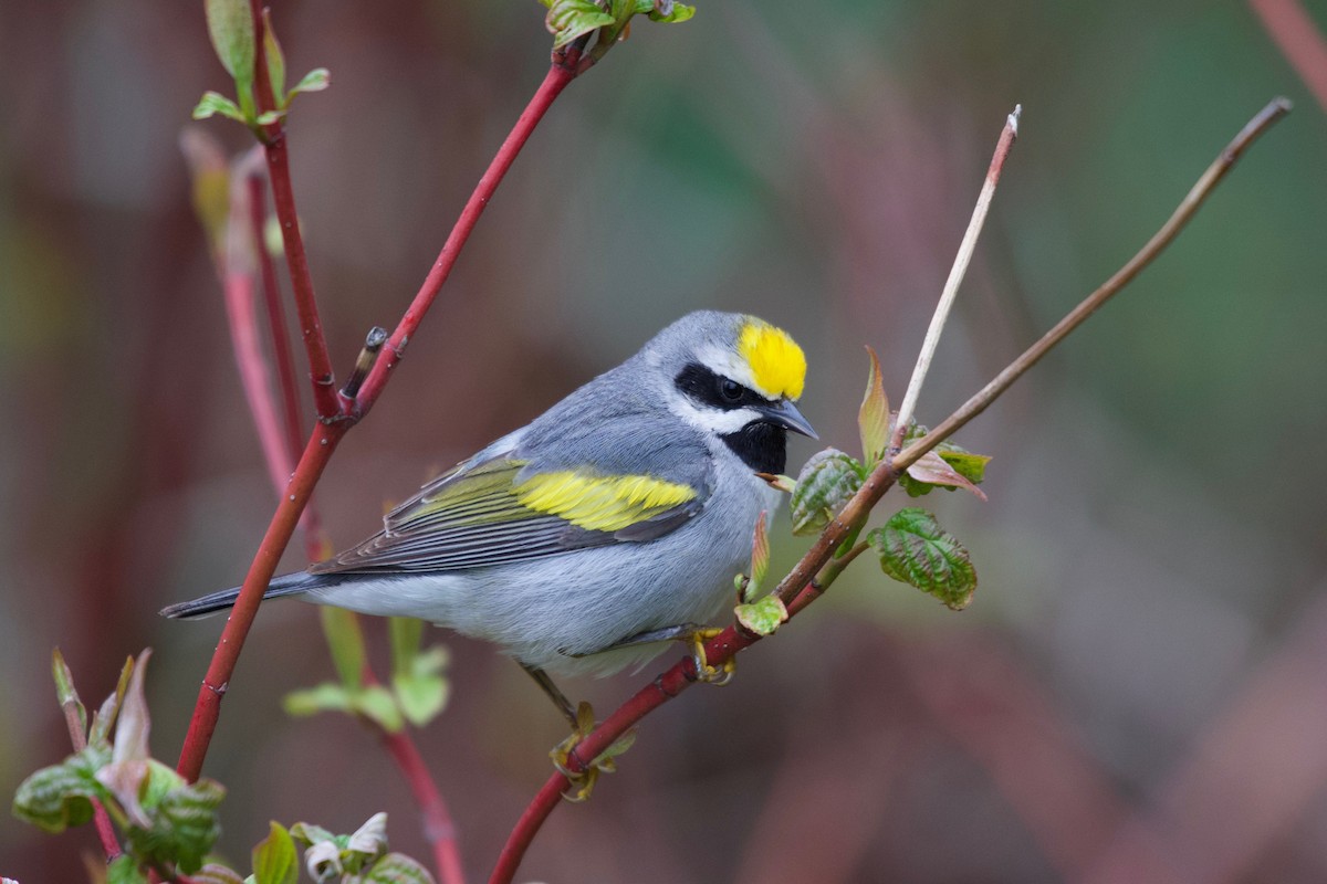 Golden-winged Warbler - ML157411371