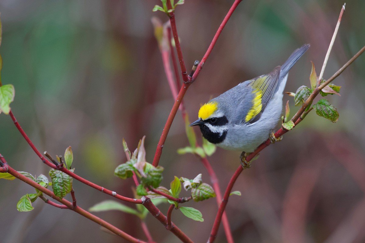 Golden-winged Warbler - ML157411701