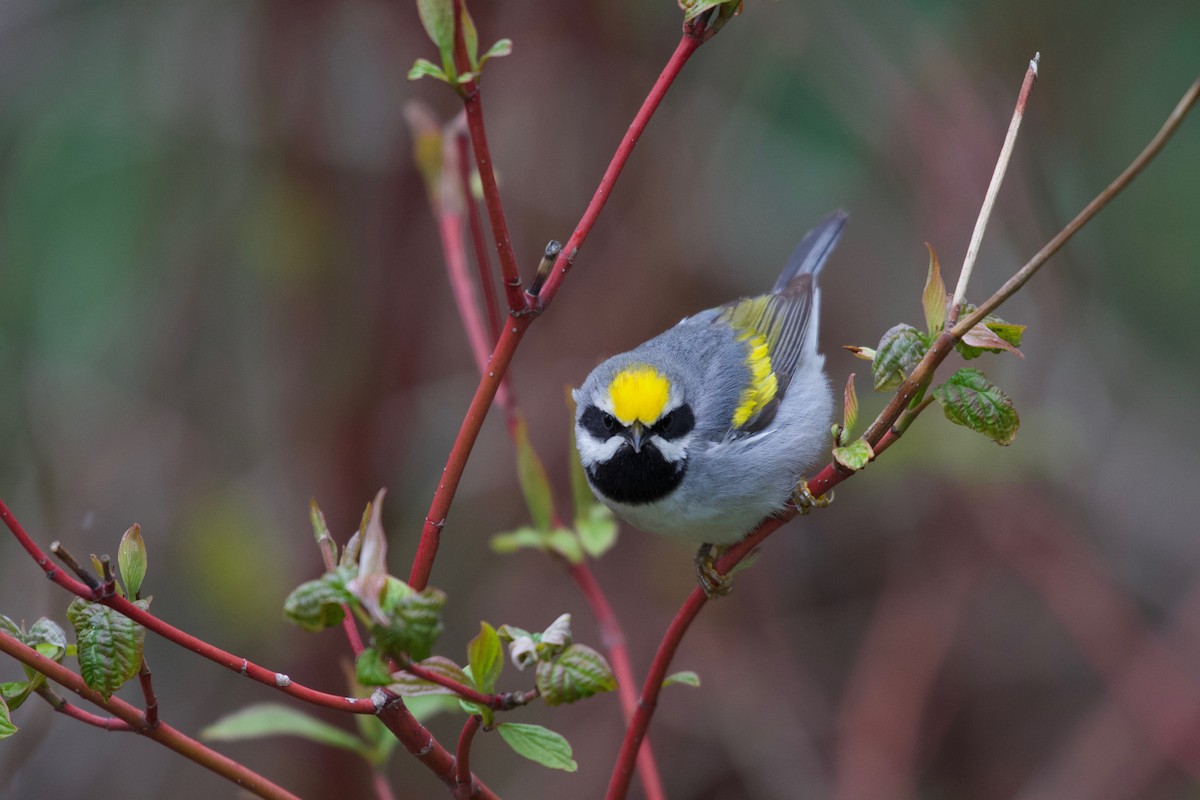 Golden-winged Warbler - Christian Nunes
