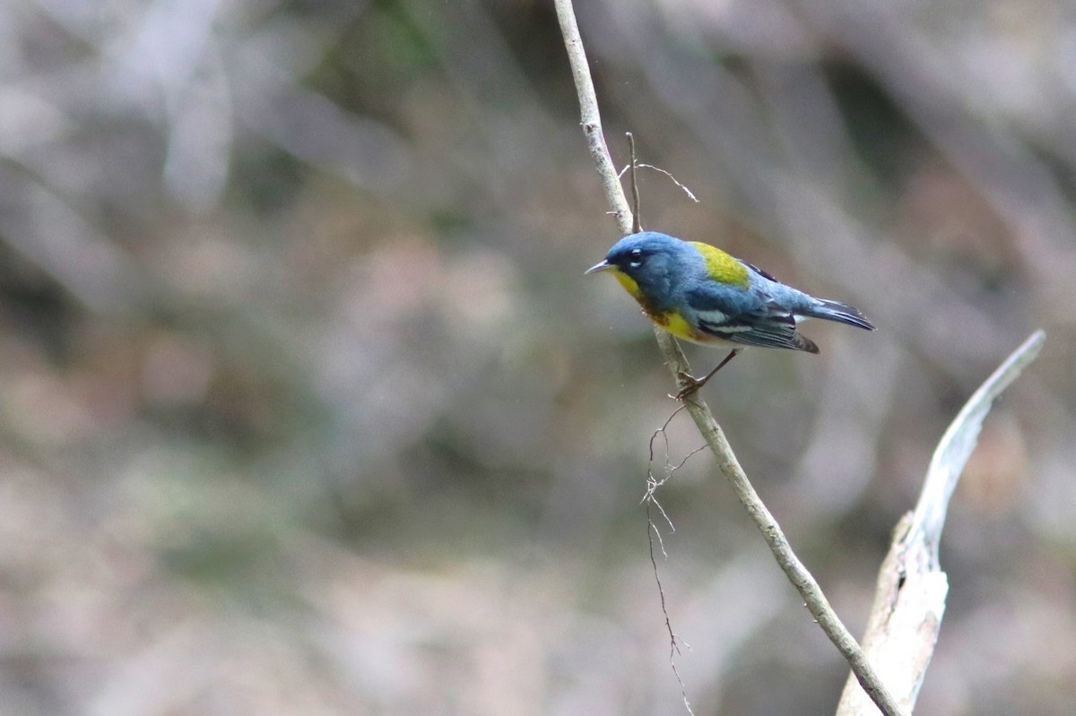 Northern Parula - ML157412201