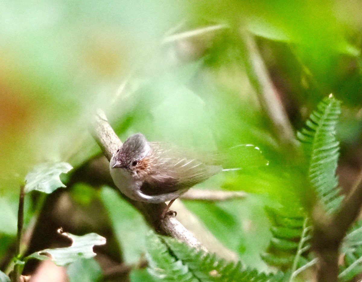 Striated Yuhina (Gray-crowned) - ML157412821