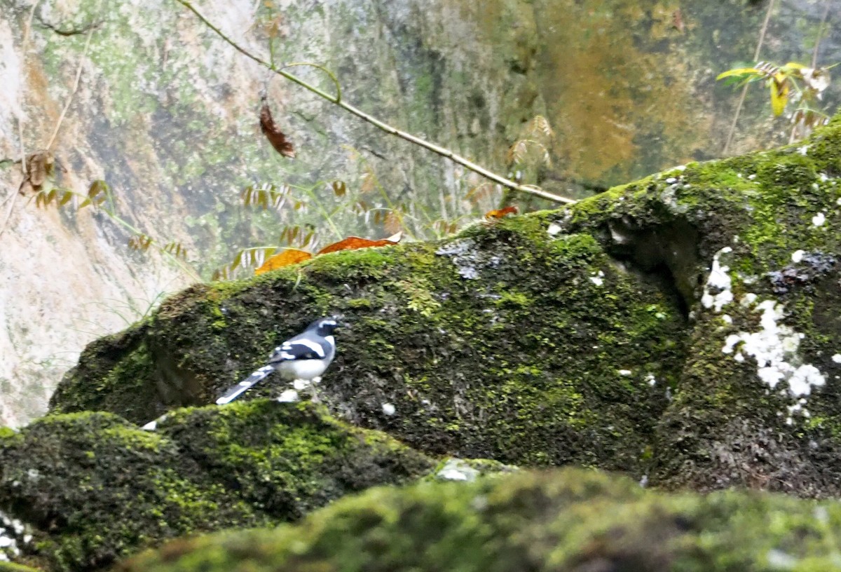 Slaty-backed Forktail - ML157413261