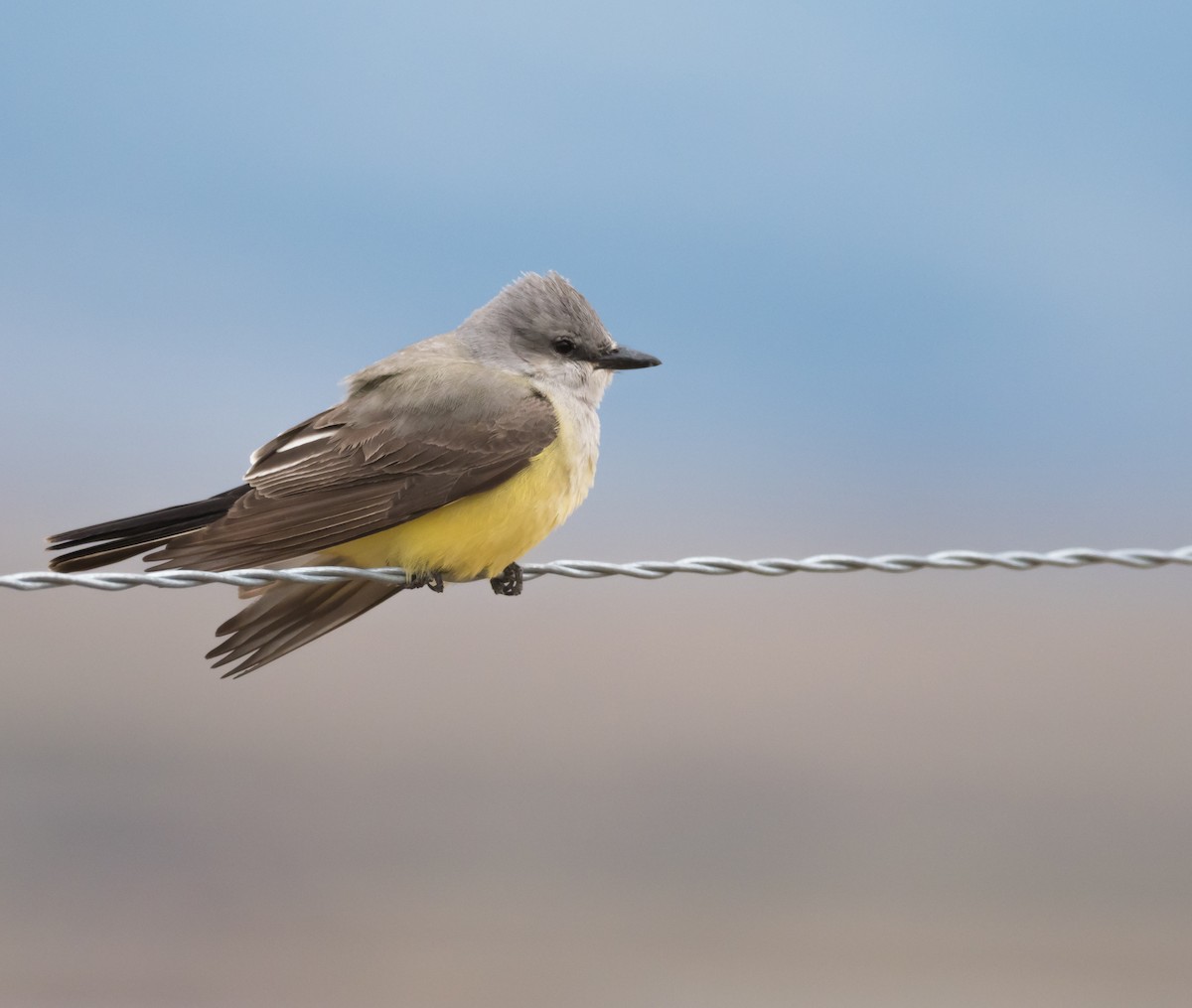 Western Kingbird - ML157414261