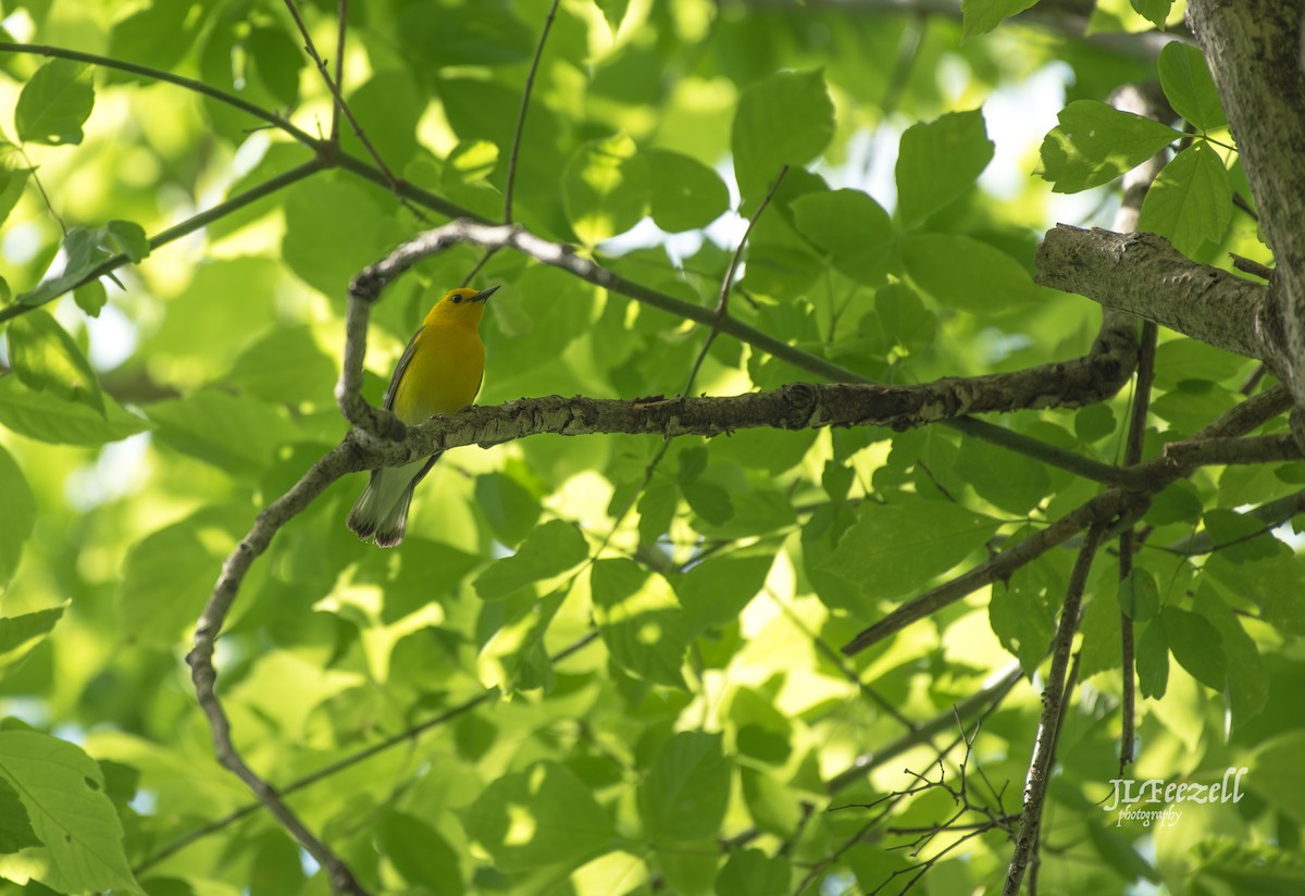Prothonotary Warbler - ML157414411