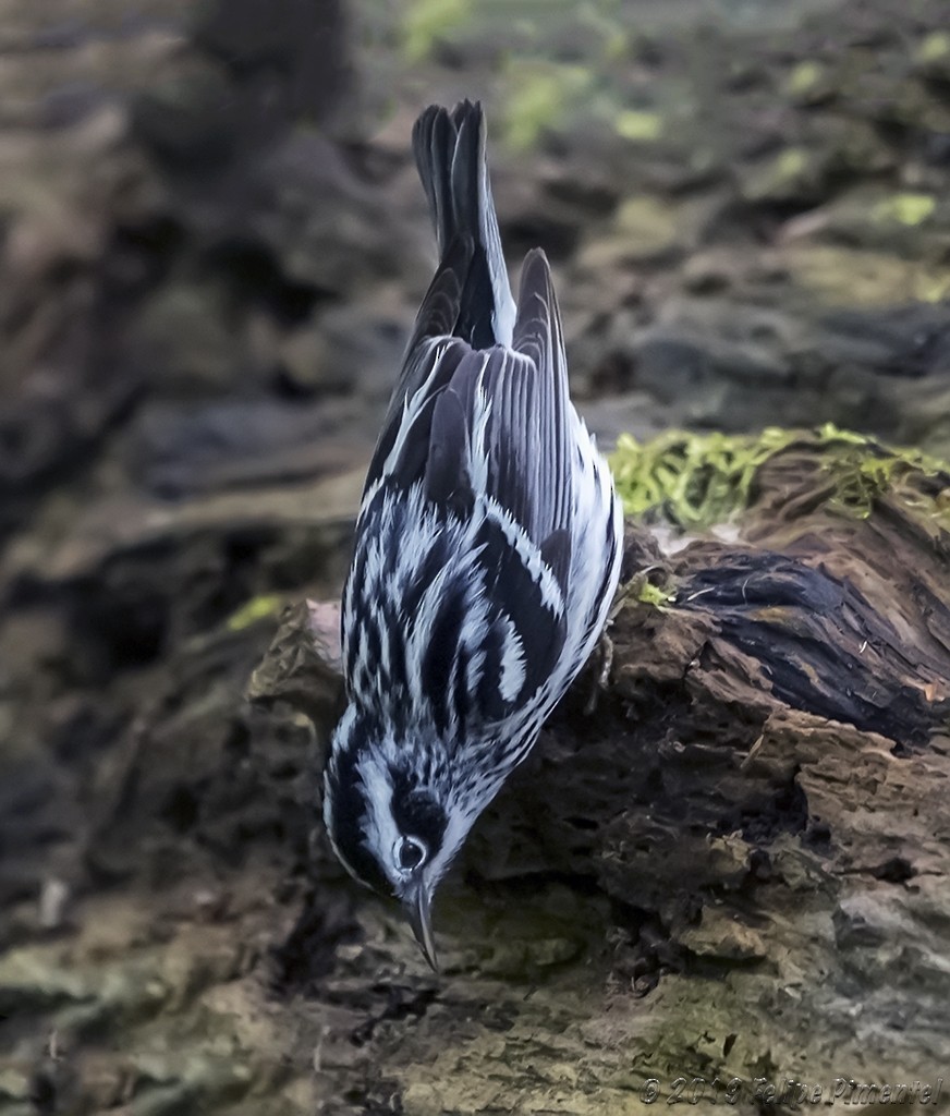 Black-and-white Warbler - Felipe Pimentel