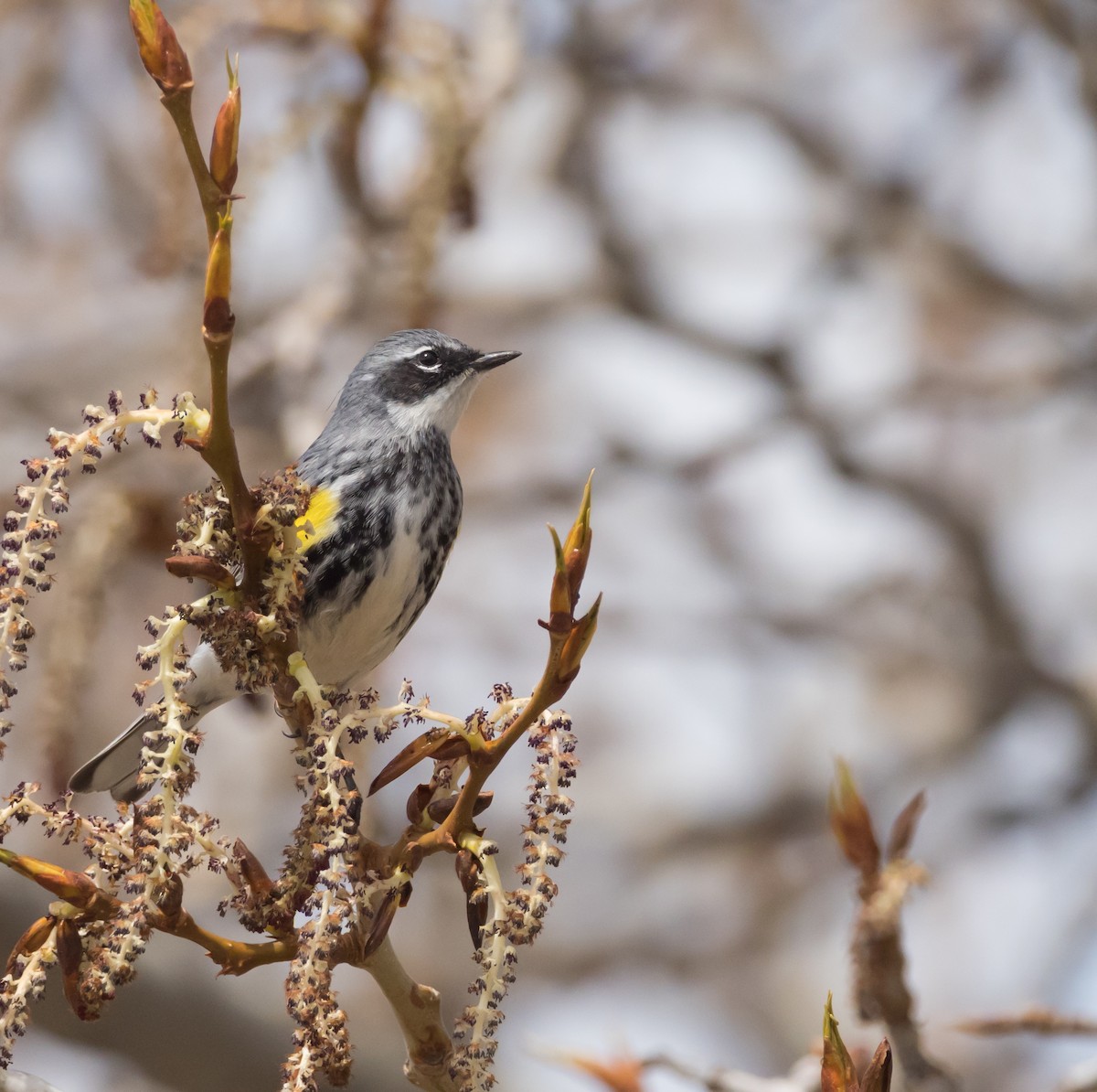 Reinita Coronada (coronata) - ML157414721