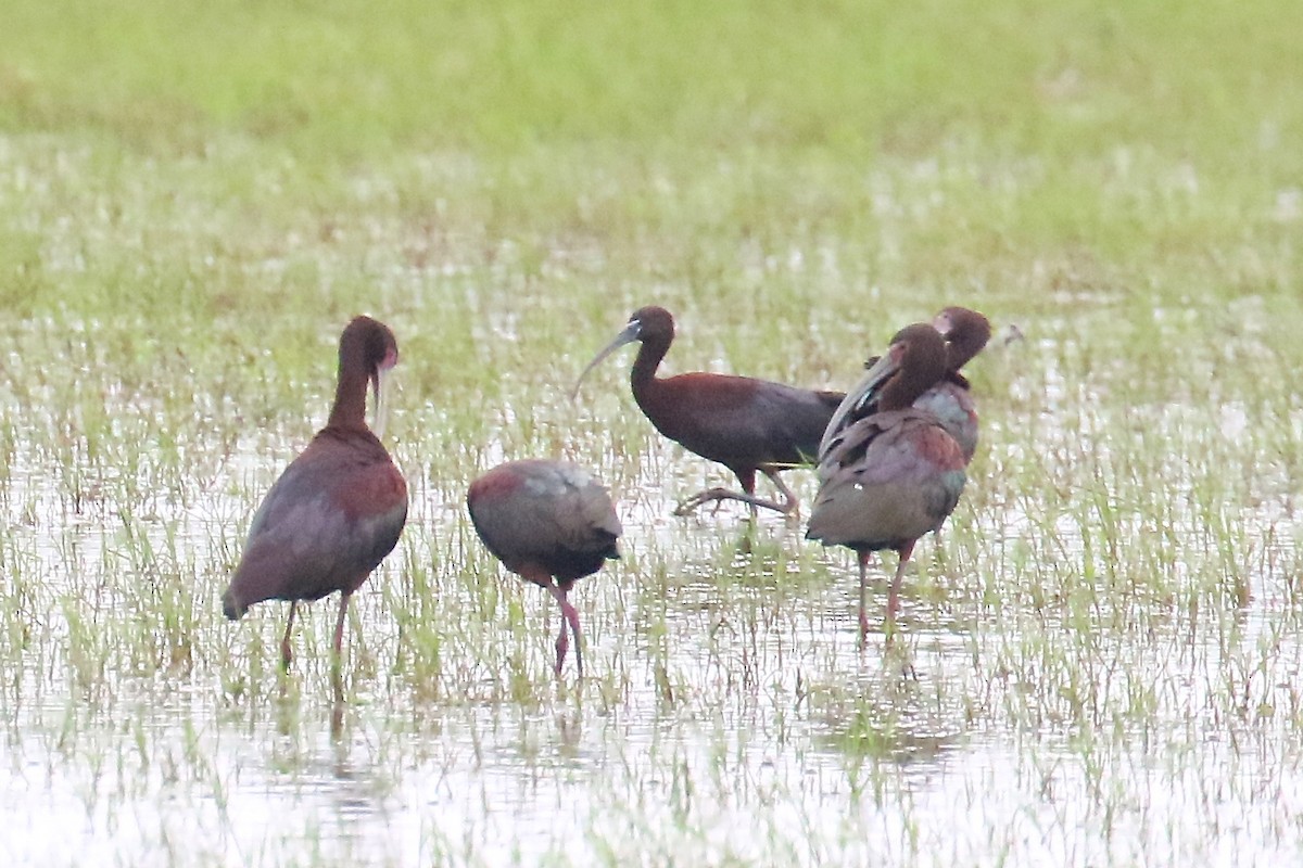 Glossy Ibis - Arman Moreno