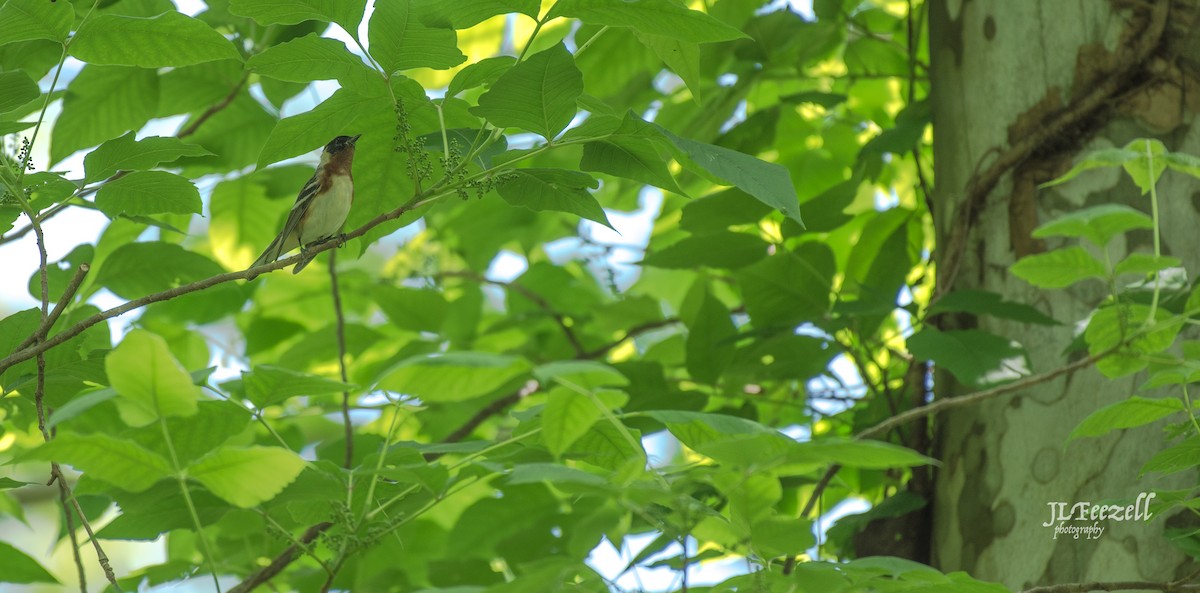 Bay-breasted Warbler - ML157415261
