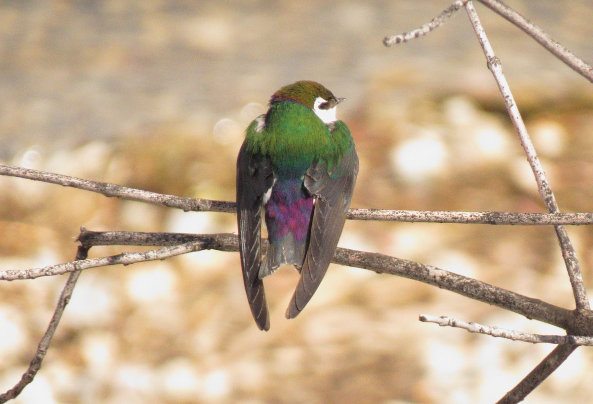 Violet-green Swallow - Bernard Tremblay