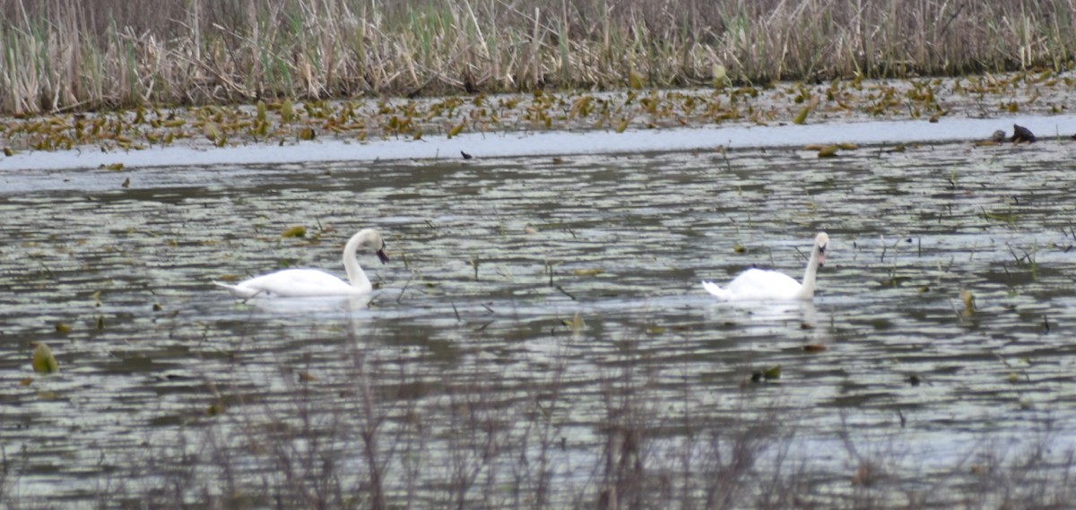 Mute Swan - Tiffany Ohler