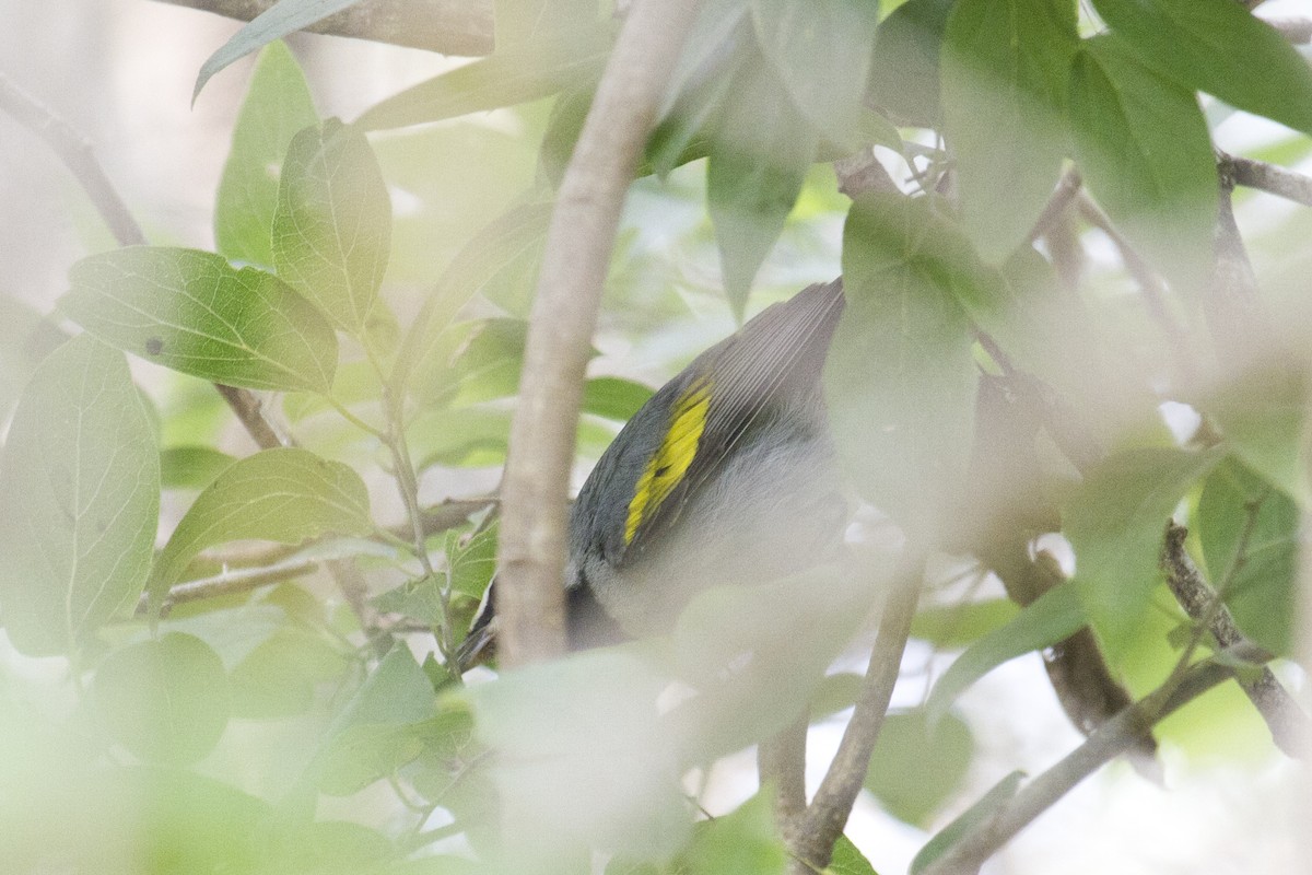 Golden-winged Warbler - ML157417551