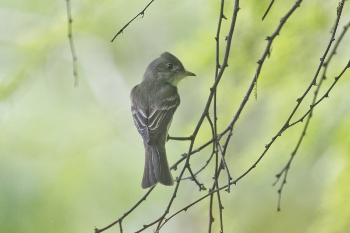 Eastern Wood-Pewee - ML157418381