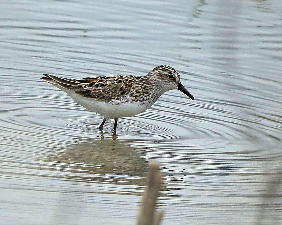 Semipalmated Sandpiper - Stanley Wood