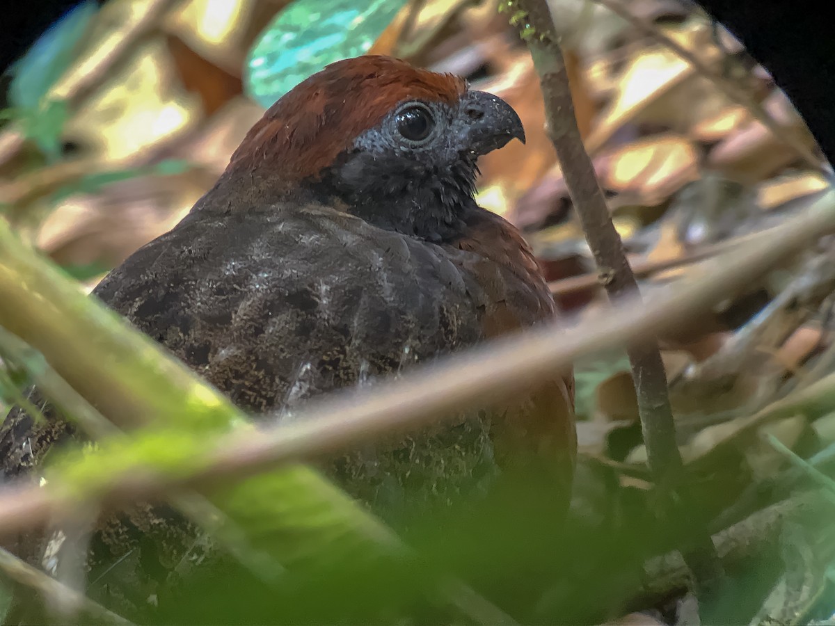 Black-eared Wood-Quail - ML157420251